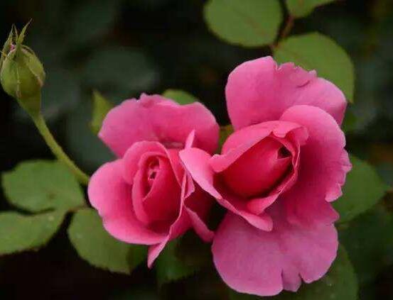 月季花冬季怎么施肥，三個(gè)簡(jiǎn)單方法便可安然過(guò)冬