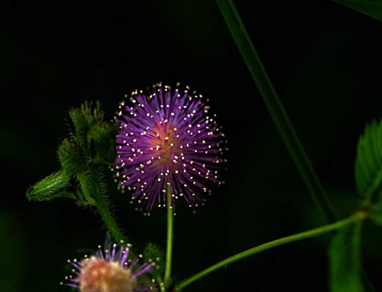含羞草花期，含羞草花期在每年九月盛放