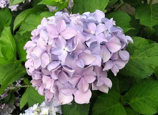 繡球花盆栽養殖方法全解，老農教你八大養殖基本方法