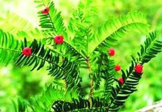 家里養紅豆杉風水好嗎，起到延年益壽、幸福健康