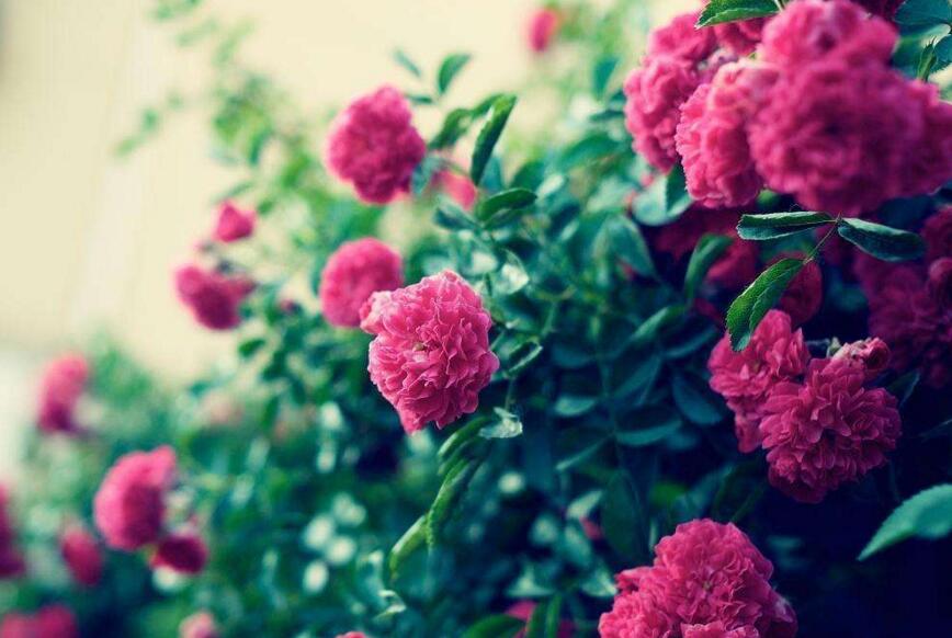 薔薇花怎么吃，可泡茶喝也可以煮魚湯一起吃