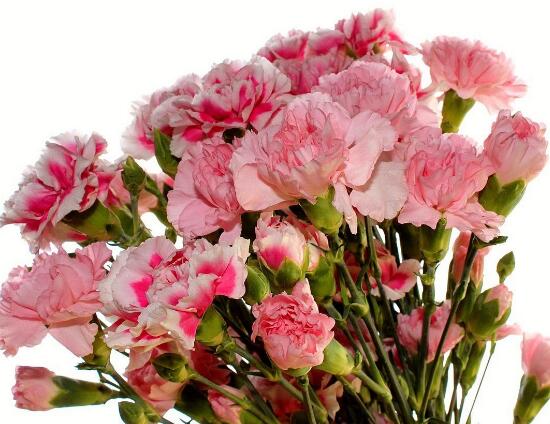 康乃馨什么時候開花，康乃馨的花期多長