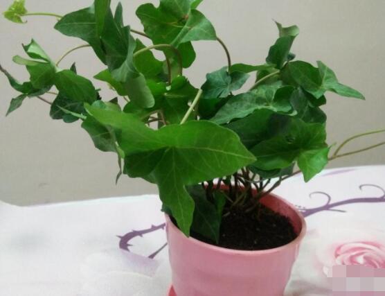 常春藤葉片干枯怎么救，老農總結三種最有效解決辦法