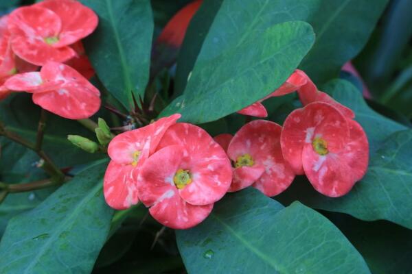 大花虎刺梅的養(yǎng)殖方法，5步教你養(yǎng)好大花虎刺梅