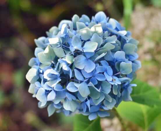 藍(lán)繡球花語是什么，代表著背叛、見異思遷(純凈)