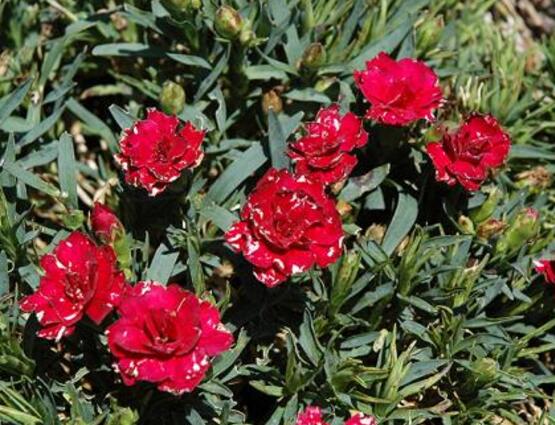 紅色康乃馨代表什么，是對母親的愛、感激和祝福