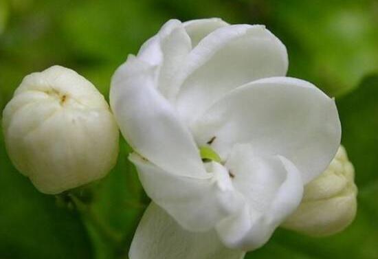 茉莉花怎么養(yǎng)，茉莉花養(yǎng)殖方法