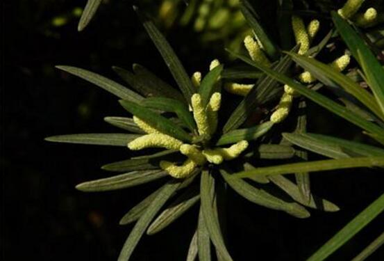 羅漢松會開花嗎，羅漢松開花三年一開