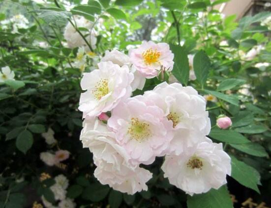 薔薇花的花語大全，細數(shù)薔薇花九大品種花語