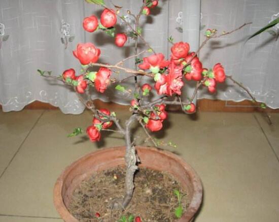 海棠花怎么修剪，海棠花的修剪圖解