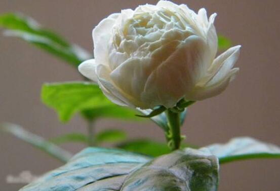 茉莉花的花語，茉莉花花語代表著你是我的