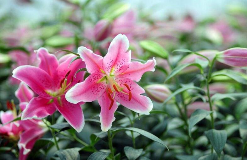 買來的百合花怎么養，需要適合的土壤和澆水