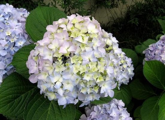 繡球花花期多久，花開(kāi)花謝持續(xù)25天(6-8月開(kāi)花)