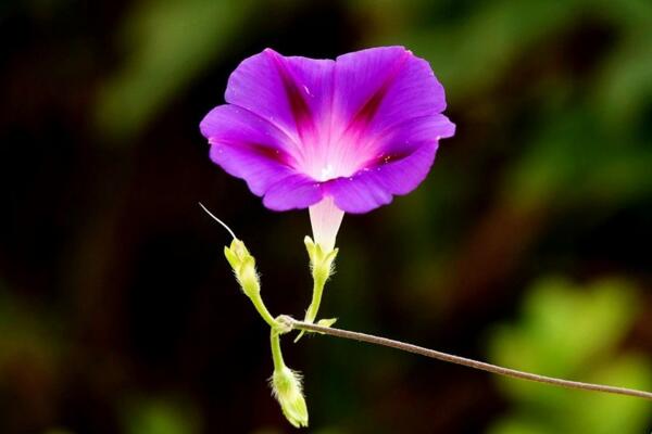 牽牛花陽臺種植方法，牽牛花的種植步驟詳解