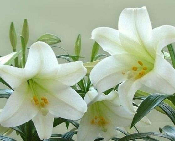 百合花盆栽的養殖方法，老農教你最簡單六種基本養殖方法