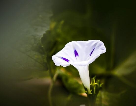 牽牛花冬天會(huì)死嗎，做好這五點(diǎn)即可安然過冬(生長健壯茂盛)