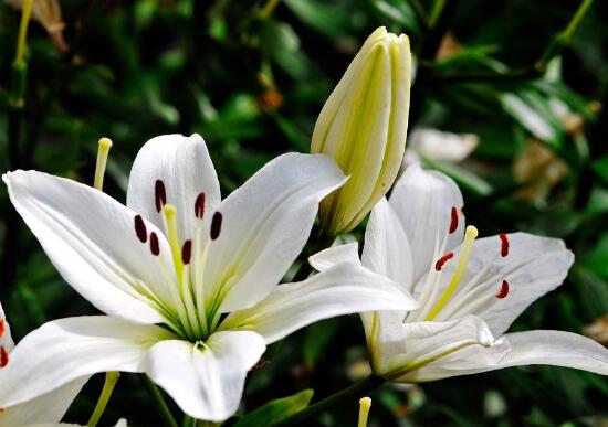 百合花怎么養(yǎng)，百合花的養(yǎng)殖方法和注意事項(xiàng)