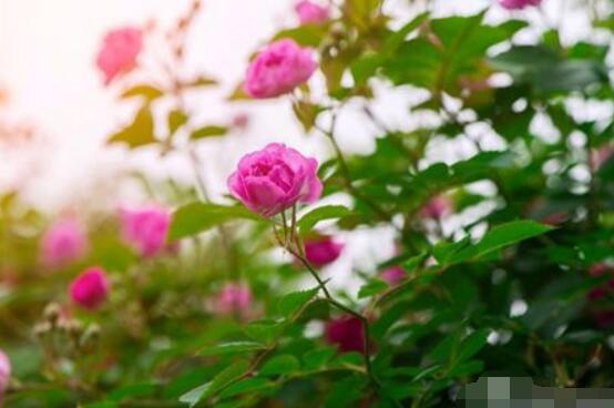 薔薇花花期，薔薇花在哪個季節開