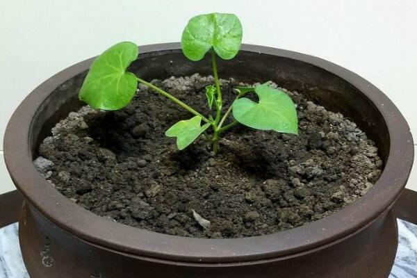 牽牛花陽臺種植方法，牽牛花的種植步驟詳解