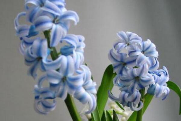 風(fēng)信子花謝了怎么處理，花謝了不要丟、保留種球來年還可以開花