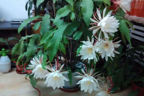 曇花冬季怎么養(yǎng)，不可疏忽的5大要點