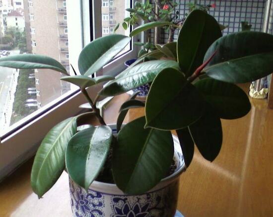 橡皮樹盆景怎么養護，橡皮樹的四季養護方法