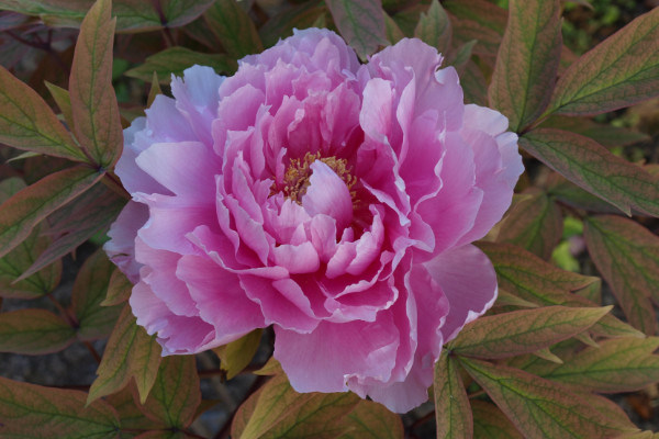 紅色菊花花語