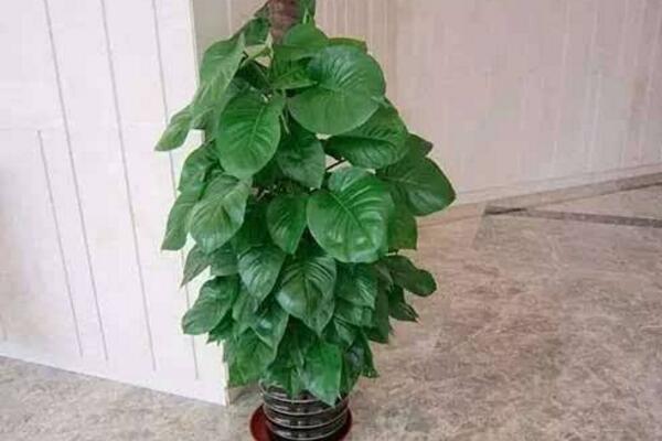 大葉綠蘿葉子發黃怎么辦，找到原因立即進行補救