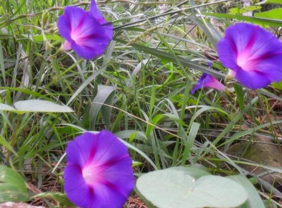 牽牛花的花語是什么，牽牛花代表著愛情、冷靜、虛幻、愛情永固