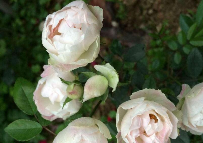 薔薇花怎么吃，可泡茶喝也可以煮魚湯一起吃