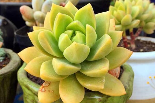 寶石花為什么非常耐旱，因?yàn)樗娜~子能夠蓄水