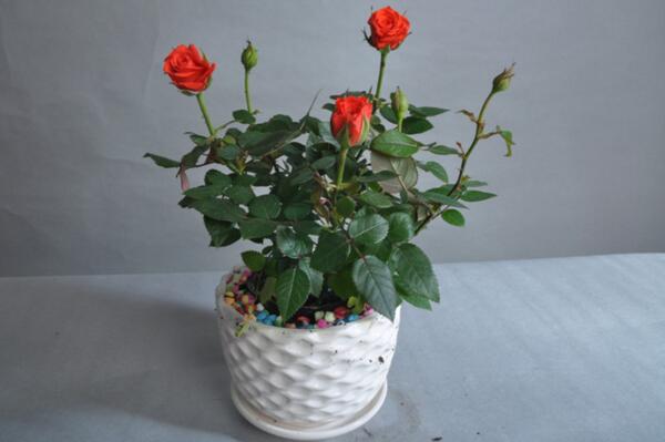 月季花品種大全，月季花的5大品種