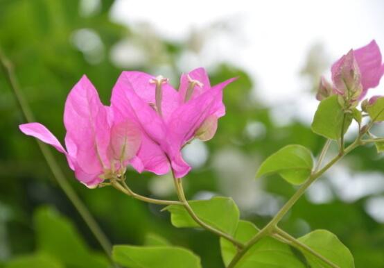 三角梅不開花，教你三種原因以及解決辦法