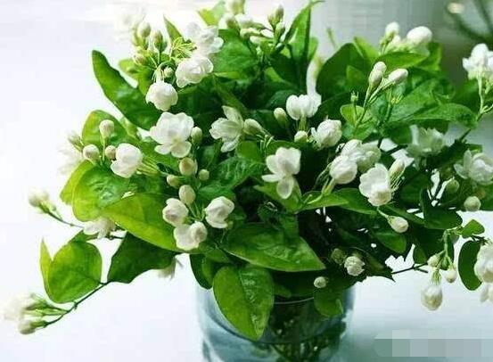 茉莉花的養(yǎng)殖方法和注意事項，老農(nóng)總結最實用八大養(yǎng)殖方法