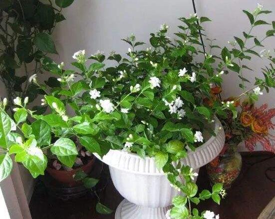 茉莉花種植方法，擇生長(zhǎng)健康當(dāng)年生種子/疏松透氣土壤