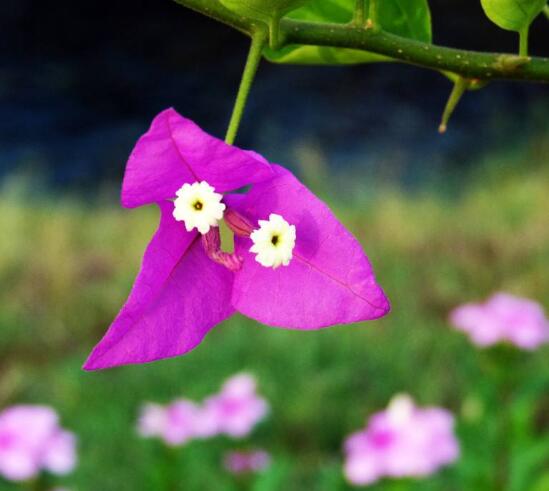 三角梅什么時(shí)候剪枝，一般以春季修剪最佳(生長(zhǎng)期與花謝期)