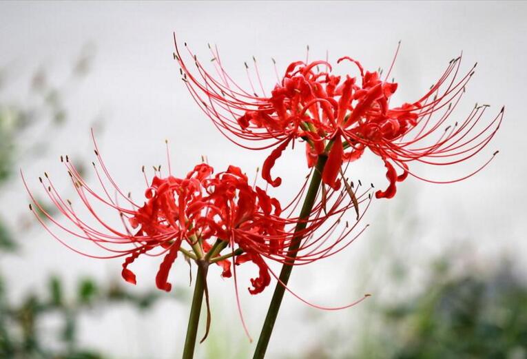 彼岸花花語(yǔ)，在生與死的彼岸盛開(kāi)