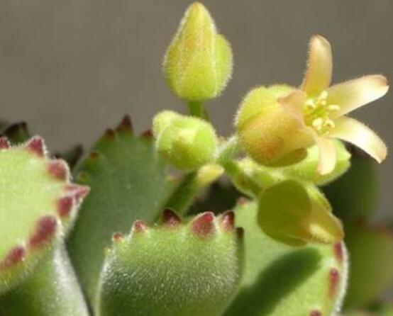 熊童子開花會死嗎，不會/適當遮陰、及時降溫