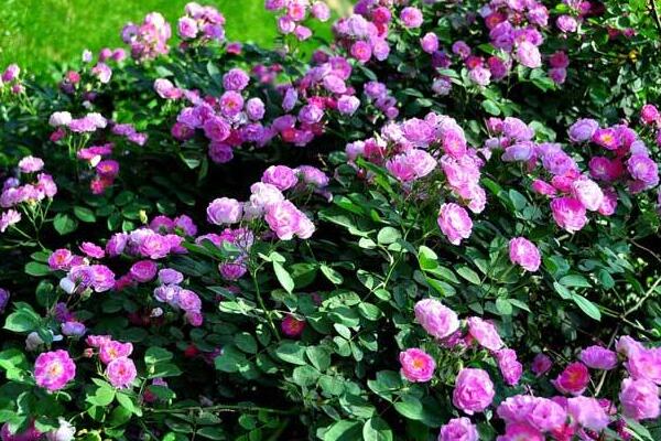薔薇花和月季花的區別，細數薔薇花和月季花的不同之處