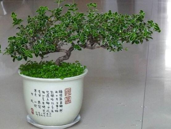 六月雪有毒嗎，六月雪可以養(yǎng)殖在室內嗎