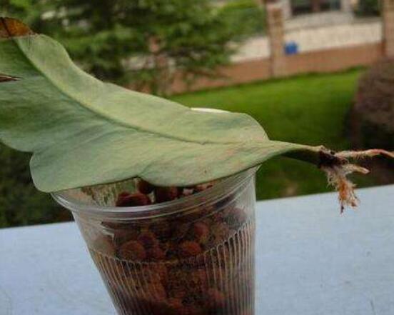 曇花的繁殖方法，盤點(diǎn)最常見的三種繁殖方法(扦插/播種/嫁接)