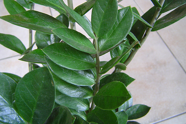 金錢樹(shù)每月管理要點(diǎn)