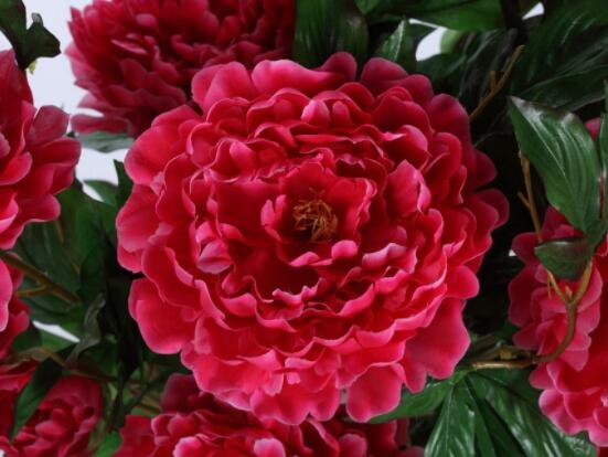 牡丹花花語大全，淡淡的愛、無私的付出(不同顏色不同花語)