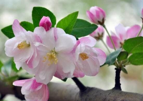 家里為什么不能海棠花，家里養(yǎng)海棠花不吉利
