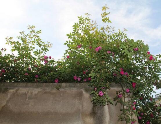 家庭種植薔薇花有什么好處，薔薇花是綠花遮陰的好幫手