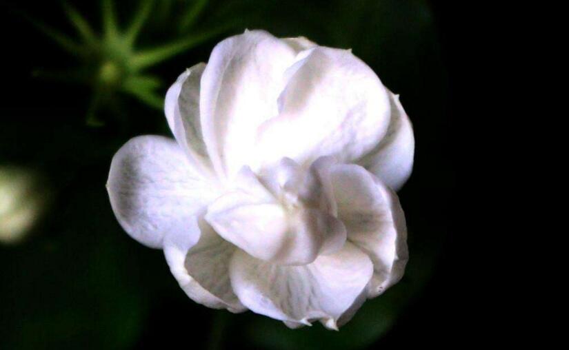 茉莉花開花后怎么辦，要及時(shí)修剪和施肥等3個(gè)方面的養(yǎng)護(hù)