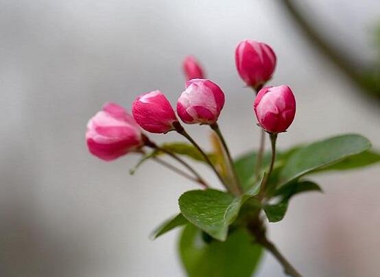 海棠花葉子發(fā)黃怎么辦，海棠花葉子發(fā)黃解決辦法