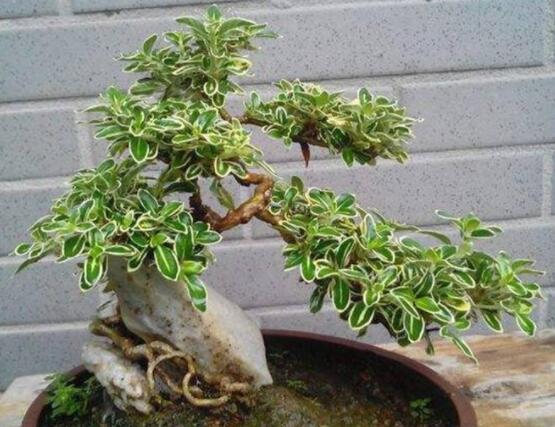 六月雪不發芽怎么辦,教你三種最直觀解決辦法
