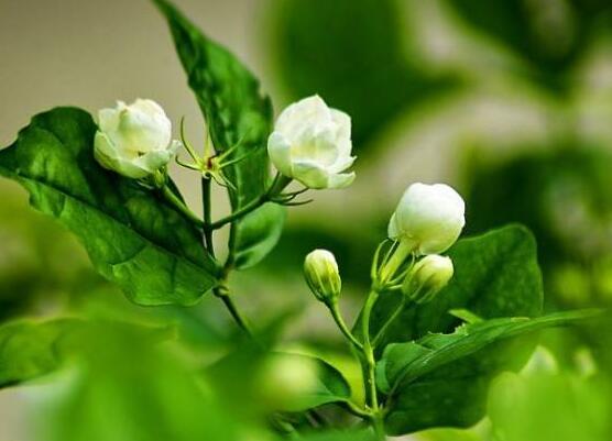 茉莉花的養殖方法，老總總結七大基本養殖方法