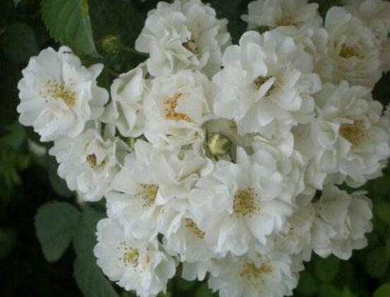 薔薇花圖片大全，細(xì)數(shù)薔薇花八種圖片大全